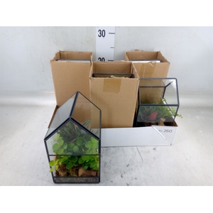 Arr.   Kamerplant Groen H%