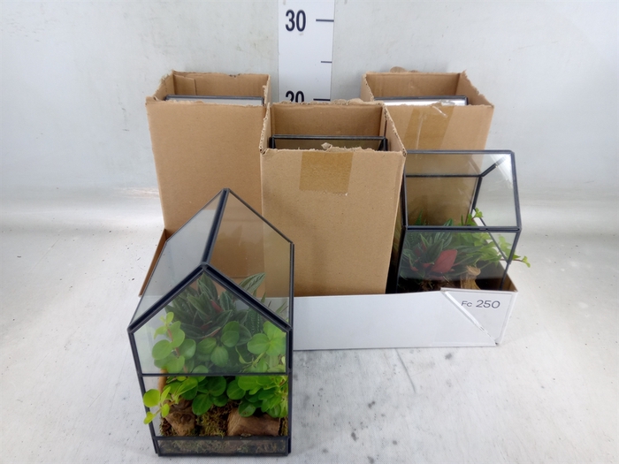<h4>Arr.   Kamerplant Groen H%</h4>