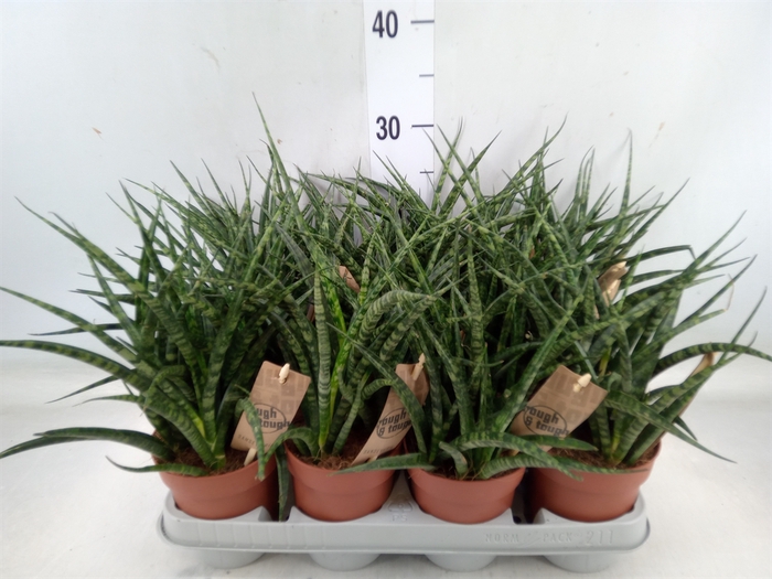 <h4>Sansevieria  'Fernwood'</h4>