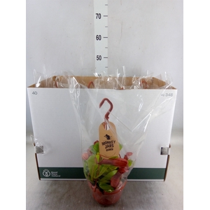 Nepenthes alata