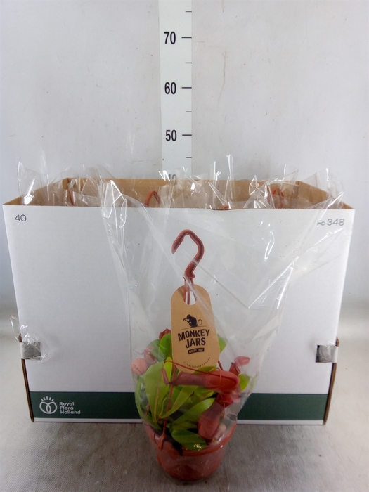 <h4>Nepenthes alata</h4>