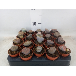 Lithops sp.