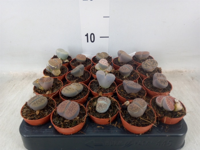 <h4>Lithops sp.</h4>