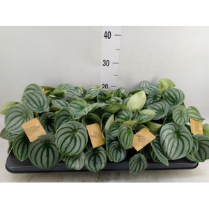 Peperomia argyreia