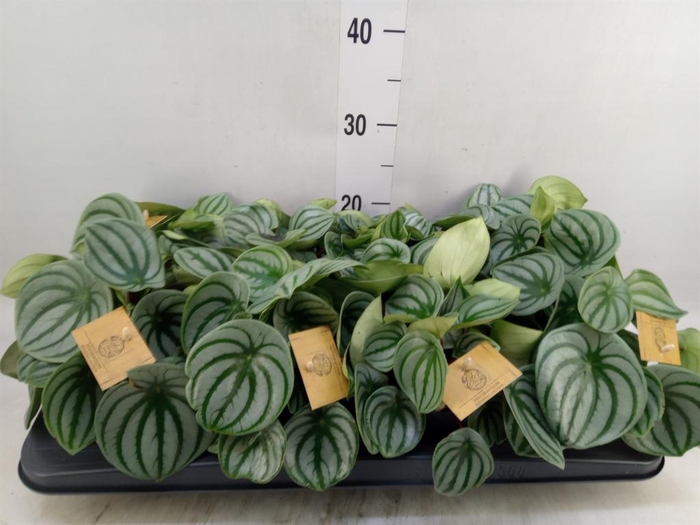 <h4>Peperomia argyreia</h4>