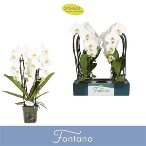 Phalaenopsis overig wit
