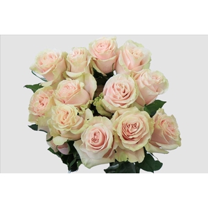 Rosa ec pink mondial