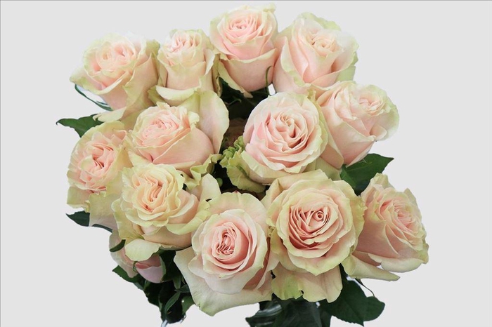 <h4>Rosa ec pink mondial</h4>