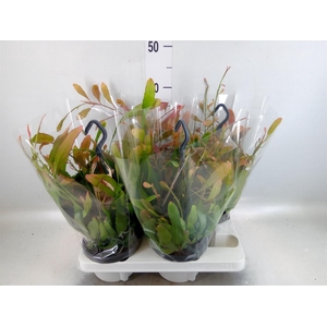 Rhipsalis ...