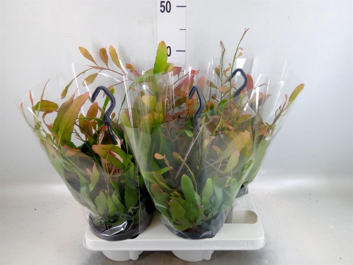 <h4>Rhipsalis   ...</h4>