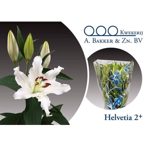 LIL OR Helvetia  2 kop