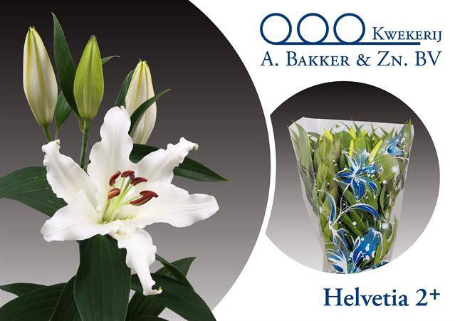 <h4>LIL OR Helvetia  2 kop</h4>