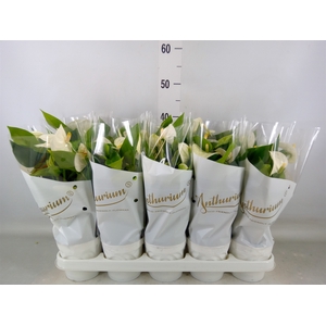 Anthurium andr. 'Everest'