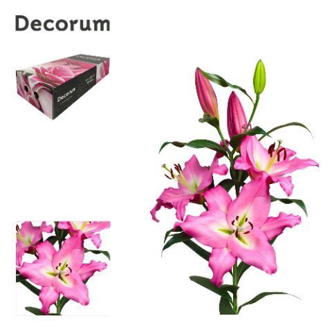 <h4>LI ALBARETO 4+ Medium Decorum box</h4>