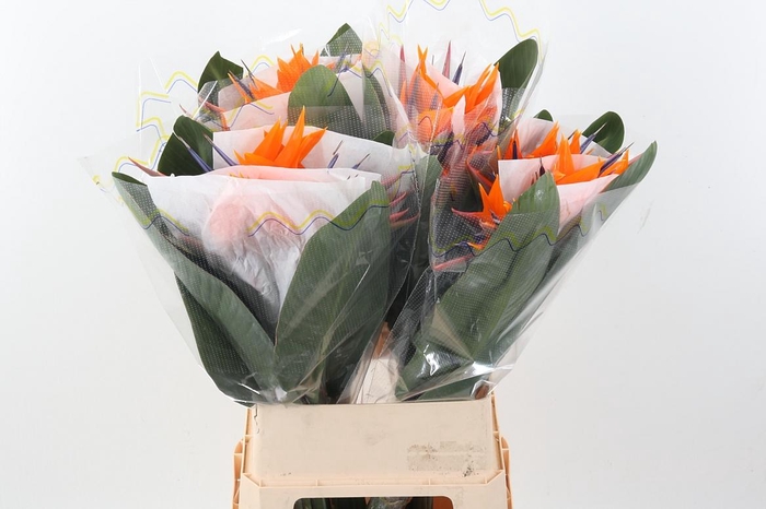 <h4>Strel Reginae Bloem</h4>