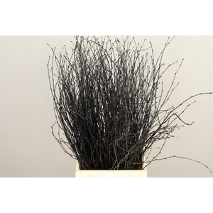Betula paint black
