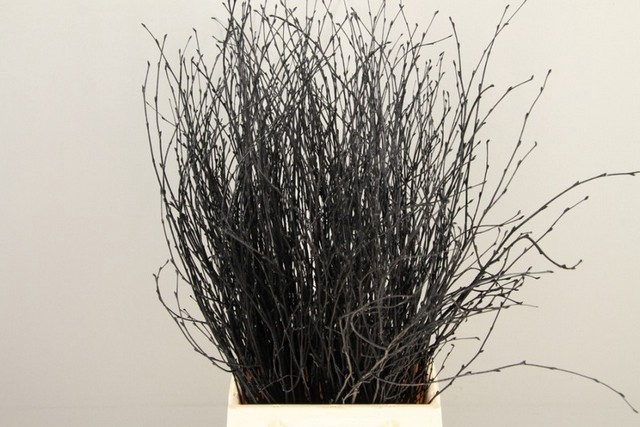 <h4>Betula paint black</h4>
