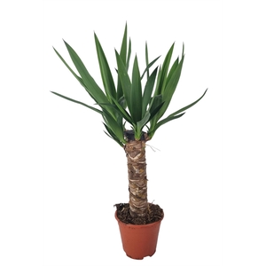 Yucca