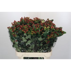 Hypericum Magical Seasons