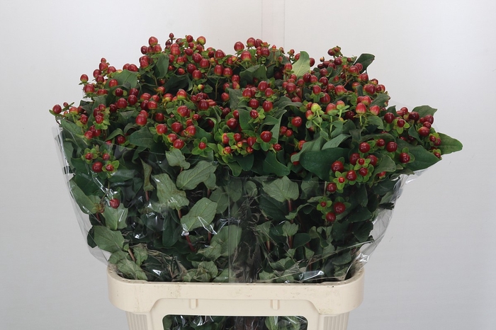 <h4>Hypericum Magical Seasons</h4>