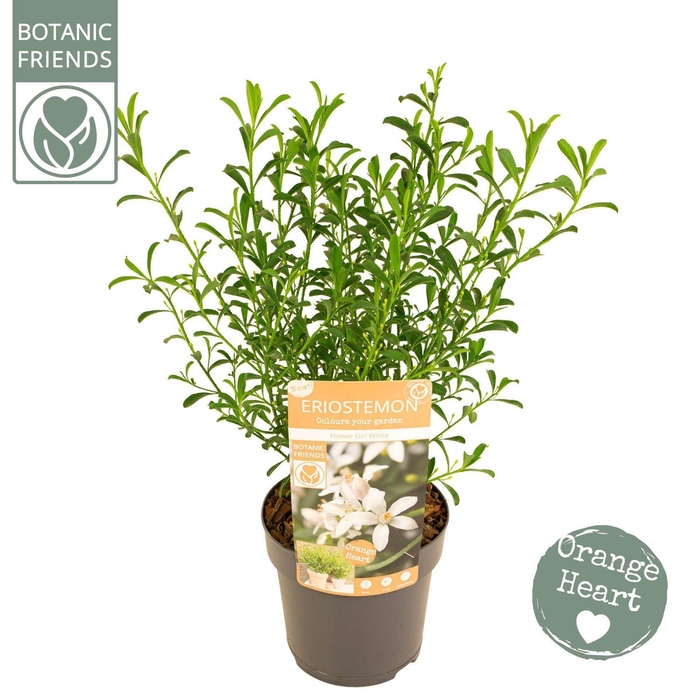 <h4>Eriostemon myoporoides</h4>