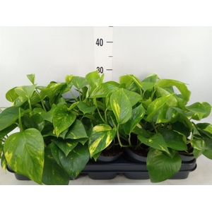 Epipremnum pinn. 'Aureum'
