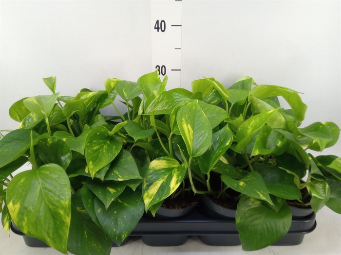 <h4>Epipremnum pinn. 'Aureum'</h4>