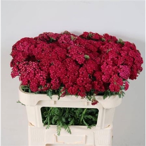 Achillea M Rednek