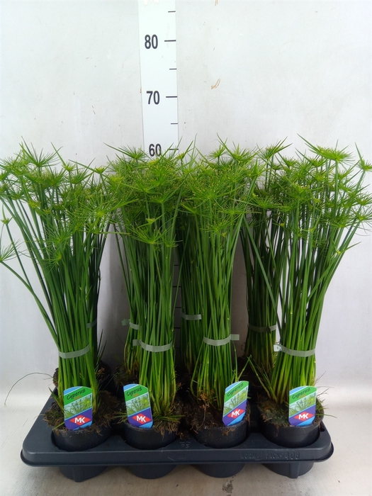 Cyperus haspan