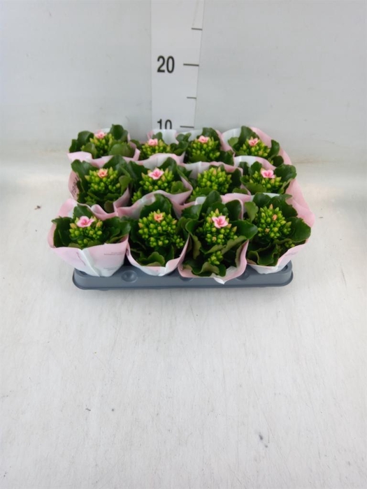 <h4>Kalanchoe  'Else Flowers Oakley'</h4>