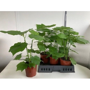 SPARRMA AFRICANA