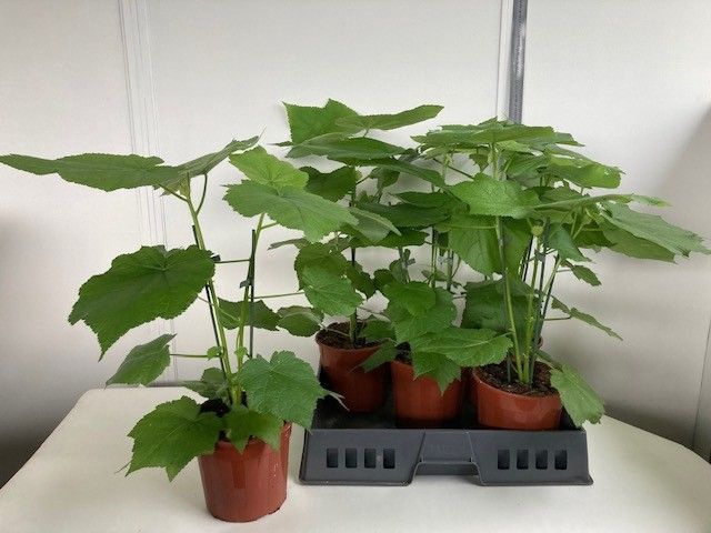 <h4>SPARRMA AFRICANA</h4>