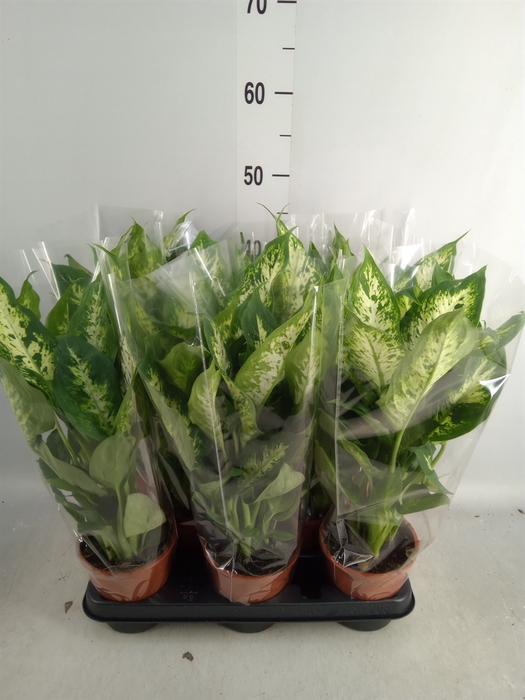 <h4>Dieffenbachia  'Compacta'</h4>