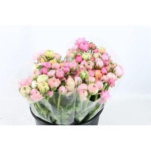 Ran Elegance Pastel Pink