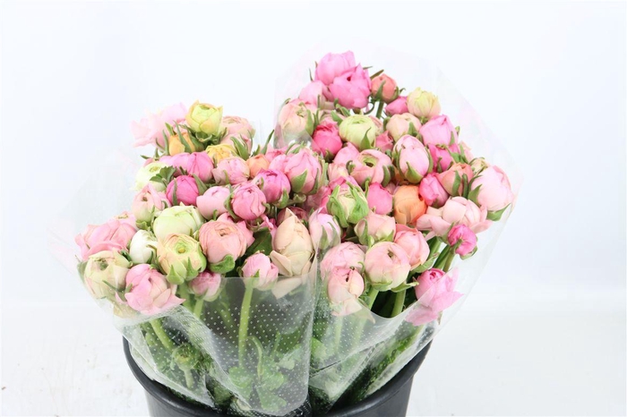 <h4>Ran Elegance Pastel Pink</h4>