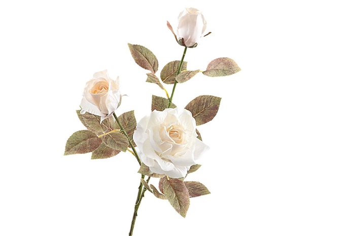 <h4>Rosa Spray Dried Beige</h4>