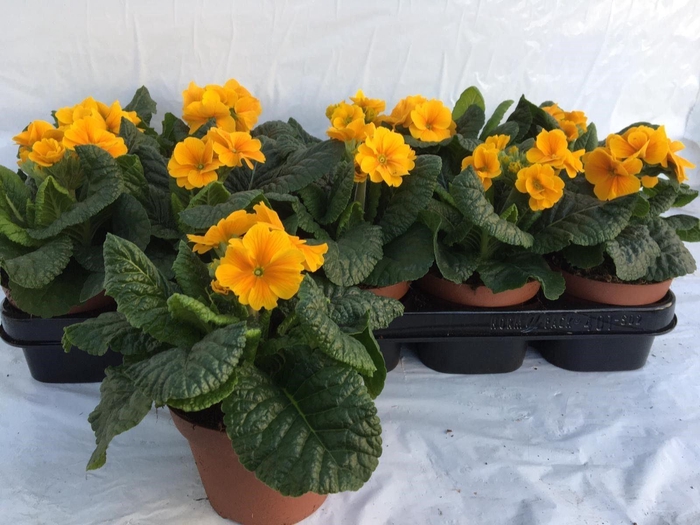 <h4>Primula elat. 'Sibel Goldgelb'</h4>