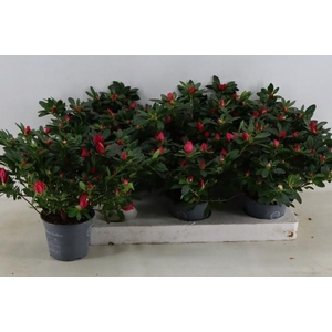 RHODO SI TAMIRA
