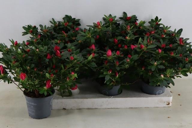 <h4>RHODO SI TAMIRA</h4>