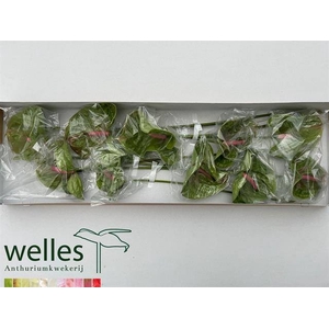 ANTH A PISTACHE GREEN