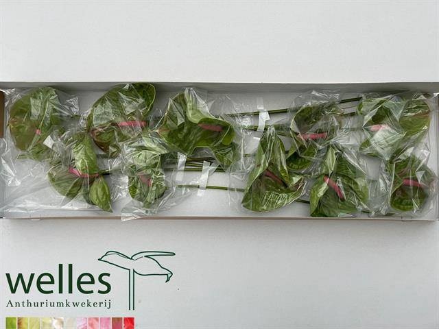 <h4>ANTH A PISTACHE GREEN</h4>