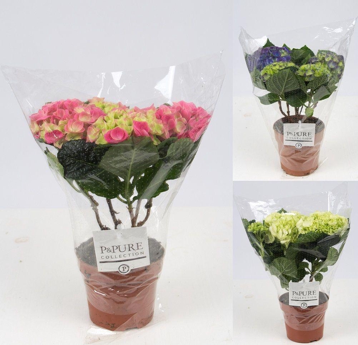 <h4>Hydrangea mix P&PURE Collection</h4>