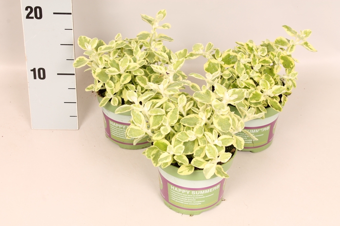 <h4>Helichrysum Variegata</h4>