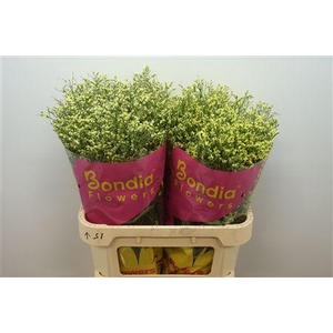 Limonium sinense China Summer