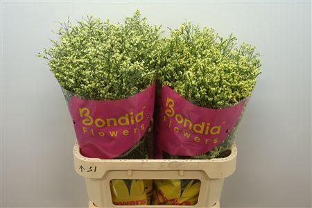 <h4>Limonium sinense China Summer</h4>