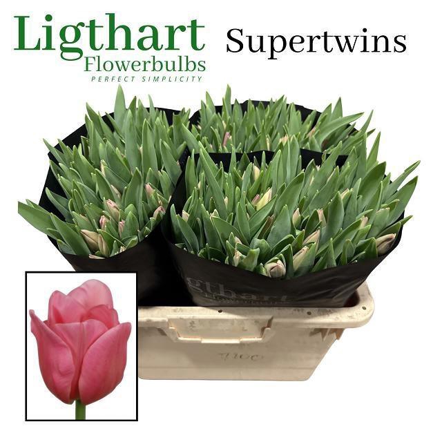 <h4>TU EN SUPERTWINS</h4>