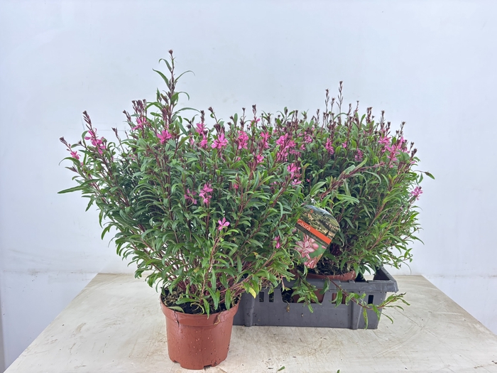 <h4>GAUR LI GAUDI ROSE</h4>