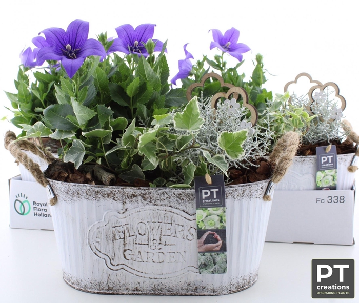 <h4>ARR TUINPLANTEN</h4>