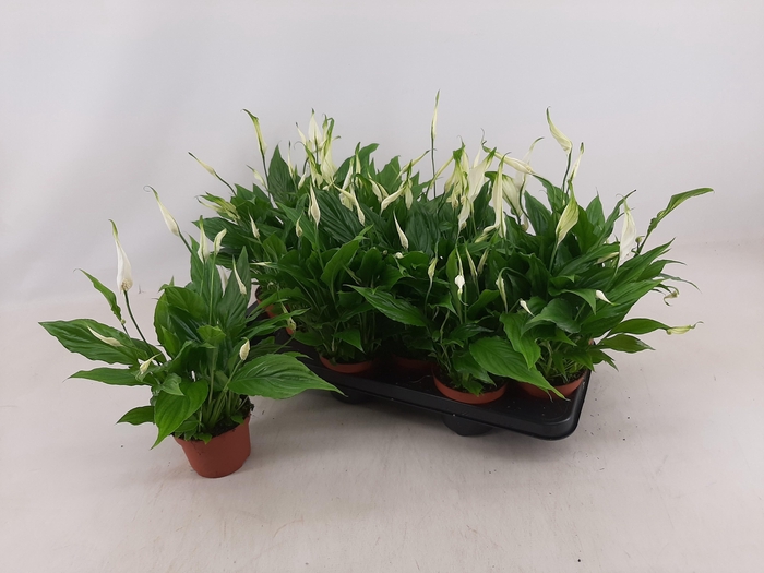 <h4>SPATH CHOPIN</h4>