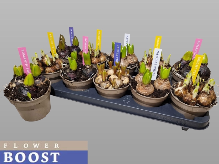 <h4>!! PROMO !! BULBS MIX P12</h4>